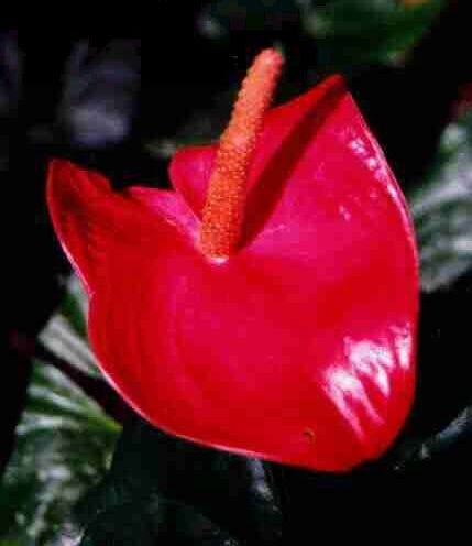 Anthurium